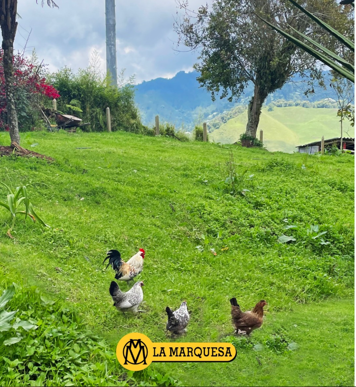 La Marquesa - foto 4